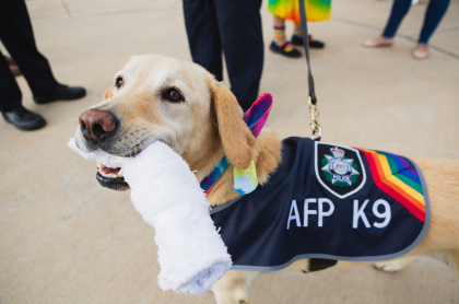 Golden Labrador wearing rainbow coloured vest